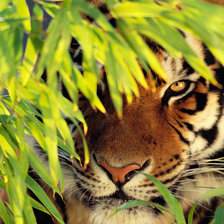 Схема вышивки «тигр»