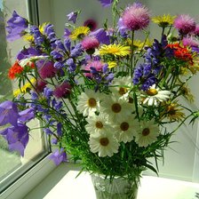 полевые цветы