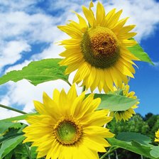 Схема вышивки «подсолнухи»