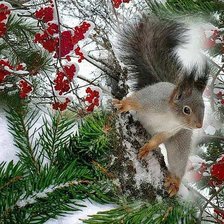 Схема вышивки «белочка»