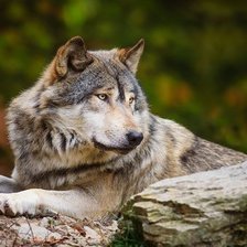 Схема вышивки «волк»