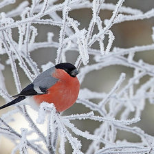 Схема вышивки «снигирь»