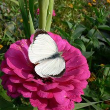 Схема вышивки «№259254»