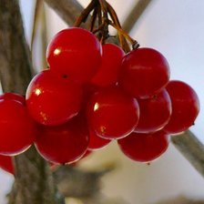 Схема вышивки «№259263»