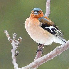 Схема вышивки «птичька невеличка»