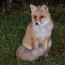 Схема вышивки «лиса патрикеевна»