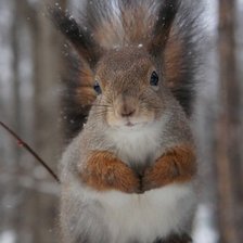 Схема вышивки «белка в печали орехов не дали»