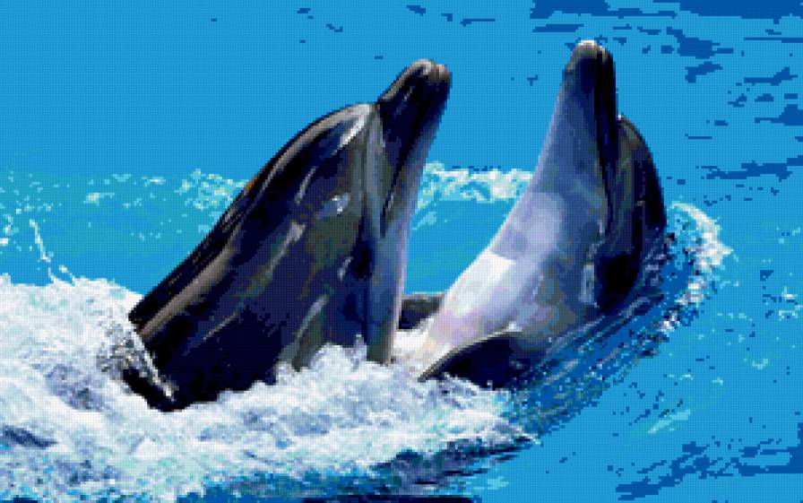 Дельфинья Любовь - любовь, рыбы, дельфины, море - предпросмотр