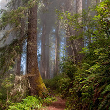Схема вышивки «Лесная дорога»