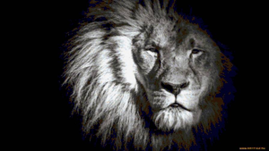 Львиный взгляд - звери, лев, взгляддикая, хищник, кошка - предпросмотр