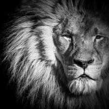 Схема вышивки «Львиный взгляд»