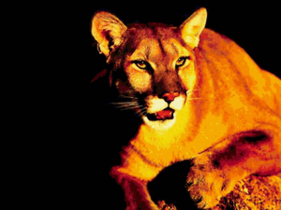 №259569 - киса, кошка - предпросмотр