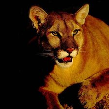 Схема вышивки «№259569»