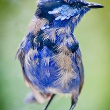 Схема вышивки «Птичка»