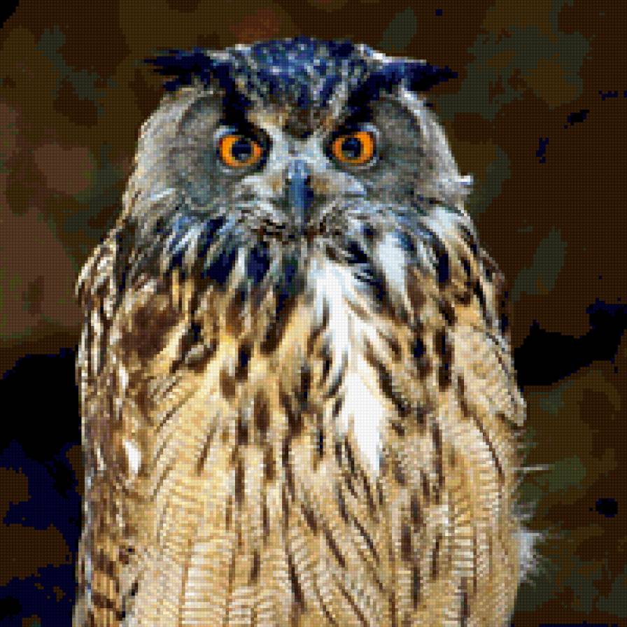 Сова - сова, птицы - предпросмотр