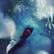 Схема вышивки «Венценосный голубь»