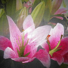 Схема вышивки «Китайская вышивка Лилии»