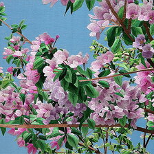 Схема вышивки «Китайская вышивка Ветка яблони»