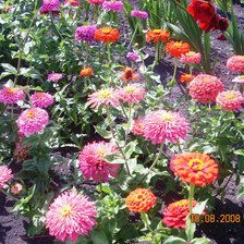 Схема вышивки «цветы»