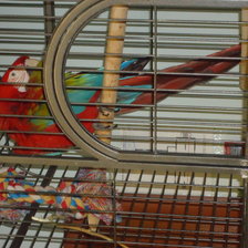 Схема вышивки «попугай»