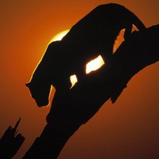 Схема вышивки «Львица на закате»