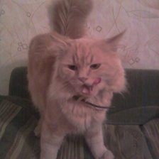 Схема вышивки «Мой любимый котик=)»