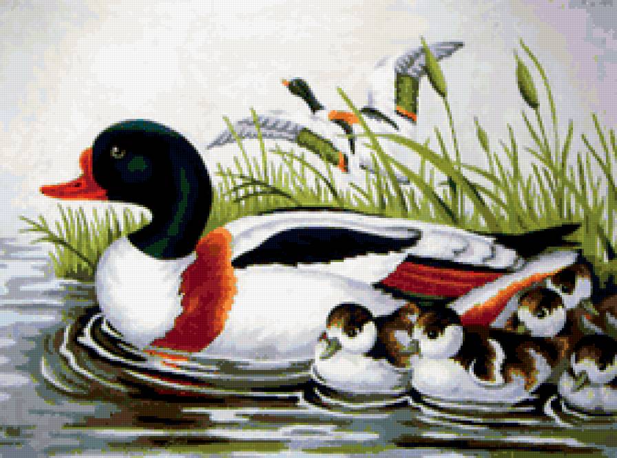 Ути - птицы, утки - предпросмотр