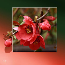 Схема вышивки «цветы»