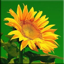 Схема вышивки «№260173»