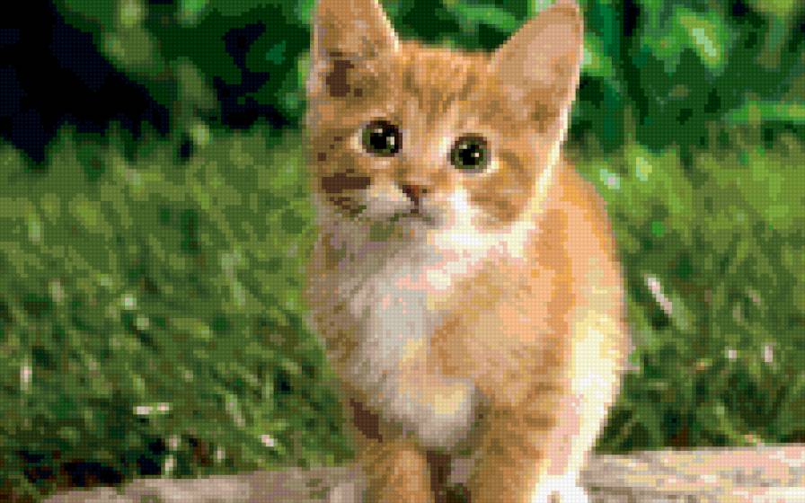 котенок - животные - предпросмотр