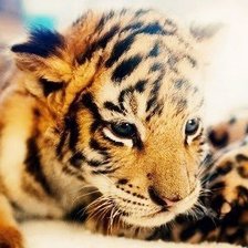 Схема вышивки «тигр»