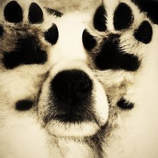 Схема вышивки «щеночек»