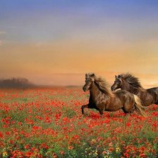 Схема вышивки «лошади в поле»