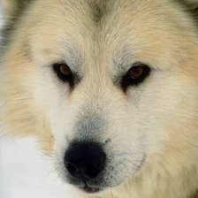 Схема вышивки «Волк»