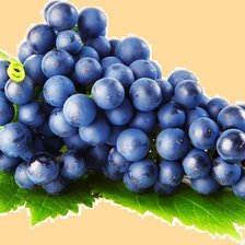 Схема вышивки «виноград»