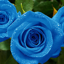 Схема вышивки «розы»