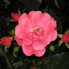 Схема вышивки «собственное фото розы»