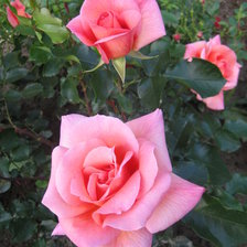 Схема вышивки «собственное фото розы»