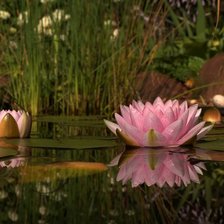 Схема вышивки «кувшинка»