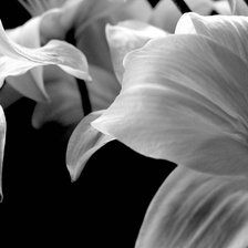 Схема вышивки «цветы»