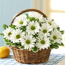 Схема вышивки «Хризантемы»