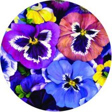 Схема вышивки «Панно "Анютины глазки"»