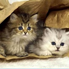 Схема вышивки «котята»