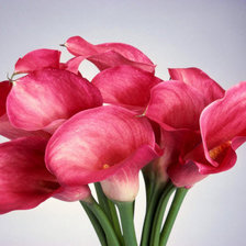 Схема вышивки «Каллы»