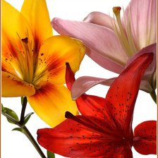 Схема вышивки «взаимный интерес»