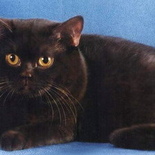 Схема вышивки «кот»