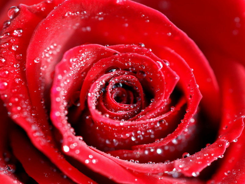 красная роза - цветы - оригинал