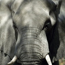 Схема вышивки «Слон»