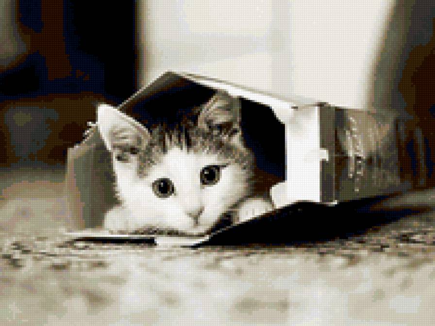 Пуси - предпросмотр