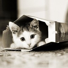 Схема вышивки «Пуси»